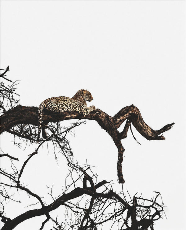 Leopard auf Ast – Minimal-Wildlife-Poster