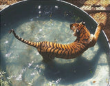 Tiger im Pool – Vintage-Wildlife-Poster (Querformat)