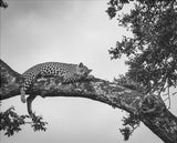 Leopard auf Ast – Schwarz-Weiß-Poster