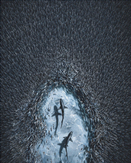 Haie vor der Küste – Ozean-Poster