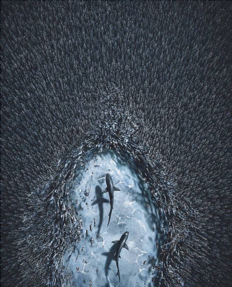Haie vor der Küste – Ozean-Poster
