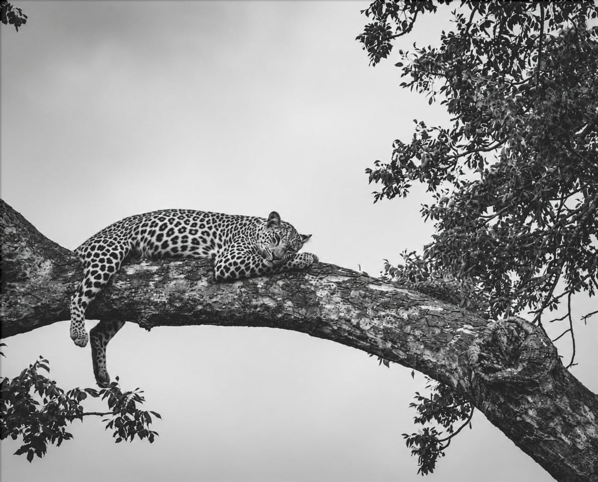Leopard auf Ast – Schwarz-Weiß-Poster – Motiv in voller Größe