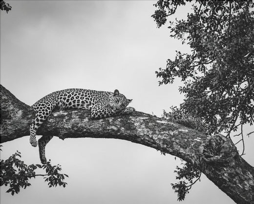 Leopard auf Ast – Schwarz-Weiß-Poster